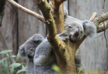 Zoo Duisburg Zoo-Duisburg