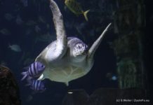 Sea Life Hannover sealife-hannover