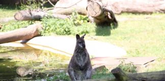 Tiergarten Bernburg tierpark-bernburg