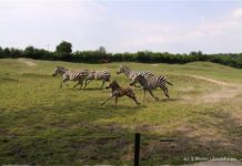 Tierpark Essehof tierpark-essehof