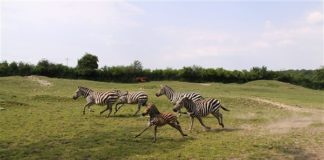 Tierpark Essehof tierpark-essehof