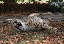 Tierpark Ströhen tierpark-stroehen