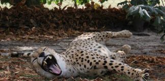 Tierpark Ströhen tierpark-stroehen