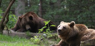 Wildpark Lüneburger Heide wildtierpark-lueneburgerheide