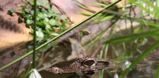 Zoo Aschersleben zoo-aschersleben