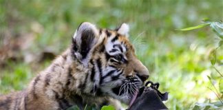 Zoo Braunschweig zoo-braunschweig