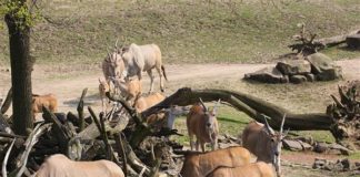 Zoom Erlebniswelt Gelsenkirchen zoo-gelsenkirchen