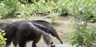 Zoo Dortmund zoo-dortmund