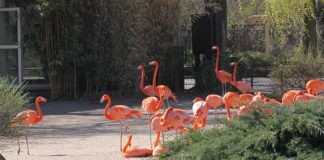 Zoo Magdeburg zoo-magdeburg