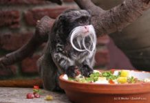 Zoo Osnabrück zoo-osnabrueck