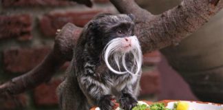 Zoo Osnabrück zoo-osnabrueck