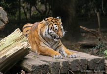 NaturZoo Rheine zoo-rheine