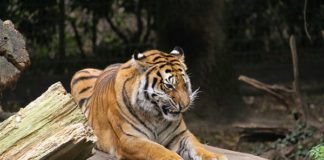 NaturZoo Rheine zoo-rheine