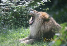 Zoo Rostock Zoo-Rostock